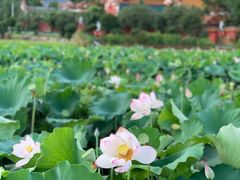 -小洞天柴火土菜馆