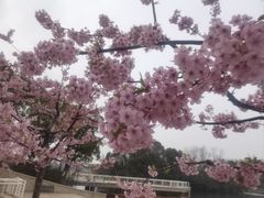 -新江湾城公园