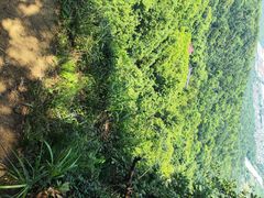-惠山国家森林公园