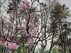 -王借岗森林公园