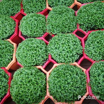  一本正经的get了一株植物的林林总总