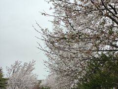 -樱花山风景区