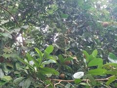 -南宁良凤江国家森林公园