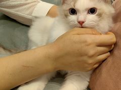 -袖虎·猫馆(体育西路店)