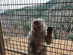 -岚山猴子公园