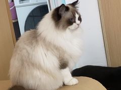 -鼓捣猫呢主题猫咖店