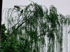 -济南大明湖景区