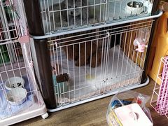 -欣怡宠物店
