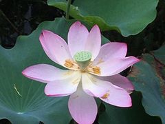 -荔湾湖公园