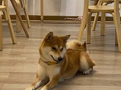 -柴迷FANS CLUB·柴犬狗咖·猫咖