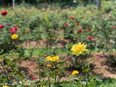 -人民公园(罗湖区)