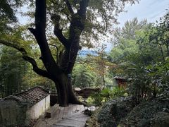 -塔川景区