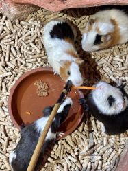 -Zoolung Zoolung动物主题公园(海信广场店)