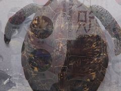 -北京中医药大学-中医药博物馆
