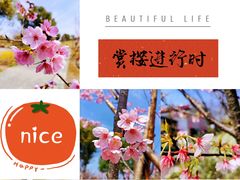 -顾村公园