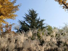 -小湾茶楼