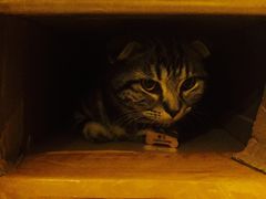 -名猫咖啡馆·撸猫·拼豆