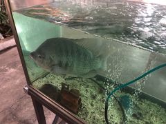 -大岗仙庙烧鸡(花东店)