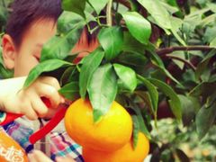 -前小桔亲子创意农场·草莓采摘·露营烧烤