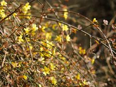 -重庆中央公园(渝北区)