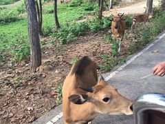 -清迈夜间动物园