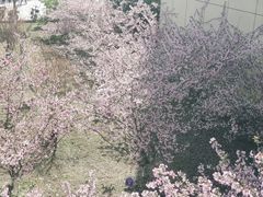 -金沙湖公园