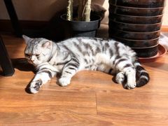 -猫友咖啡店(玉林西路店)