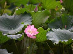 -北山街历史文化街区