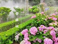 -上海共青森林公园