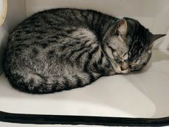 -白夜2D咖啡馆