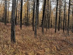 -塞罕坝国家级自然保护区