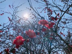 -桃花堤公园