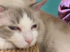 -飞行喵MR PILOT|猫舍·猫咖(静安大融城店)