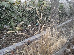 -马陆小张葡萄园农家乐