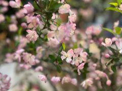 -双季花艺园艺市场(浦东店)