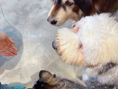 -more than meow吴止猫主题餐厅(承德 中船汇店)