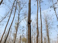 -合肥滨湖国家森林公园