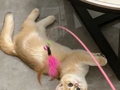 -lincat·猫舍(广州店)