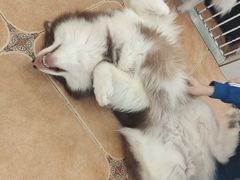 -Let's go狗咖·猫咖·奶狗·桌游(春熙路IFS店)