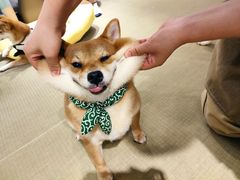 -逗柴咖啡屋·狗咖猫咖宠物桌游