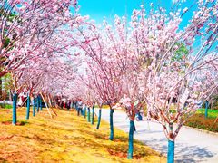-天适樱花悠乐园