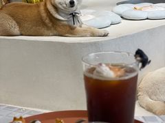 -柴务处·柴犬主题狗咖