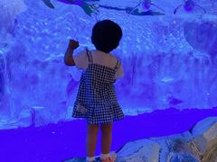 -芜湖新华联大白鲸海洋公园