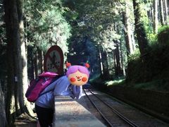-阿里山神木遗迹