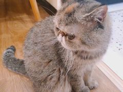 -滚猫咖啡·猫咖·猫友好撸猫(未来城店)