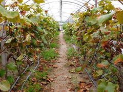 -马陆小张葡萄园农家乐