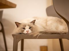 -有喵·猫咖·狗咖·30几只猫10只小狗(岗厦店)