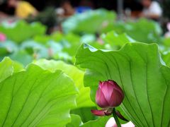 IMG_3240-荷香居(洞企石路店)