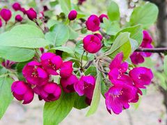 -海棠花溪(元大都城垣遗址公园)