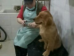 -酷狗靓猫宠物·洗护·美容·寄养(航北路店)